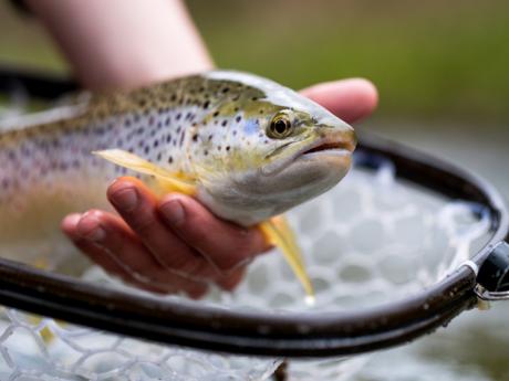 Fribourg – Disparition des poissons