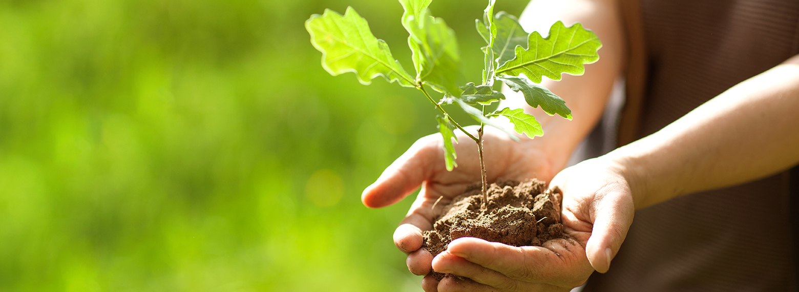 Un arbre pour le climat