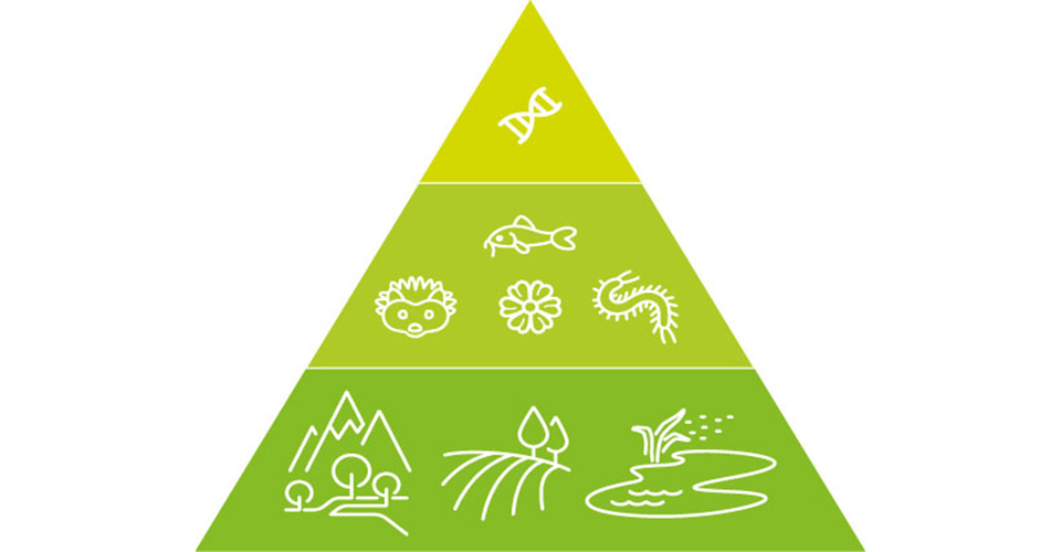 Les trois dimensions de la biodiversité (du bas vers le haut) : les milieux, les espèces, la diversité génétique. Copyright didwedo.ch pour le Plan d’action Biodiversité Vaud, 2019