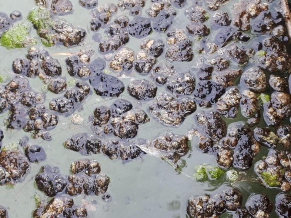 chien et cyanobactéries