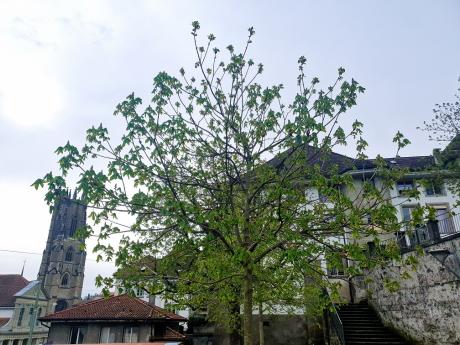 Fribourg – Arborisation en milieu bâti et changements climatiques